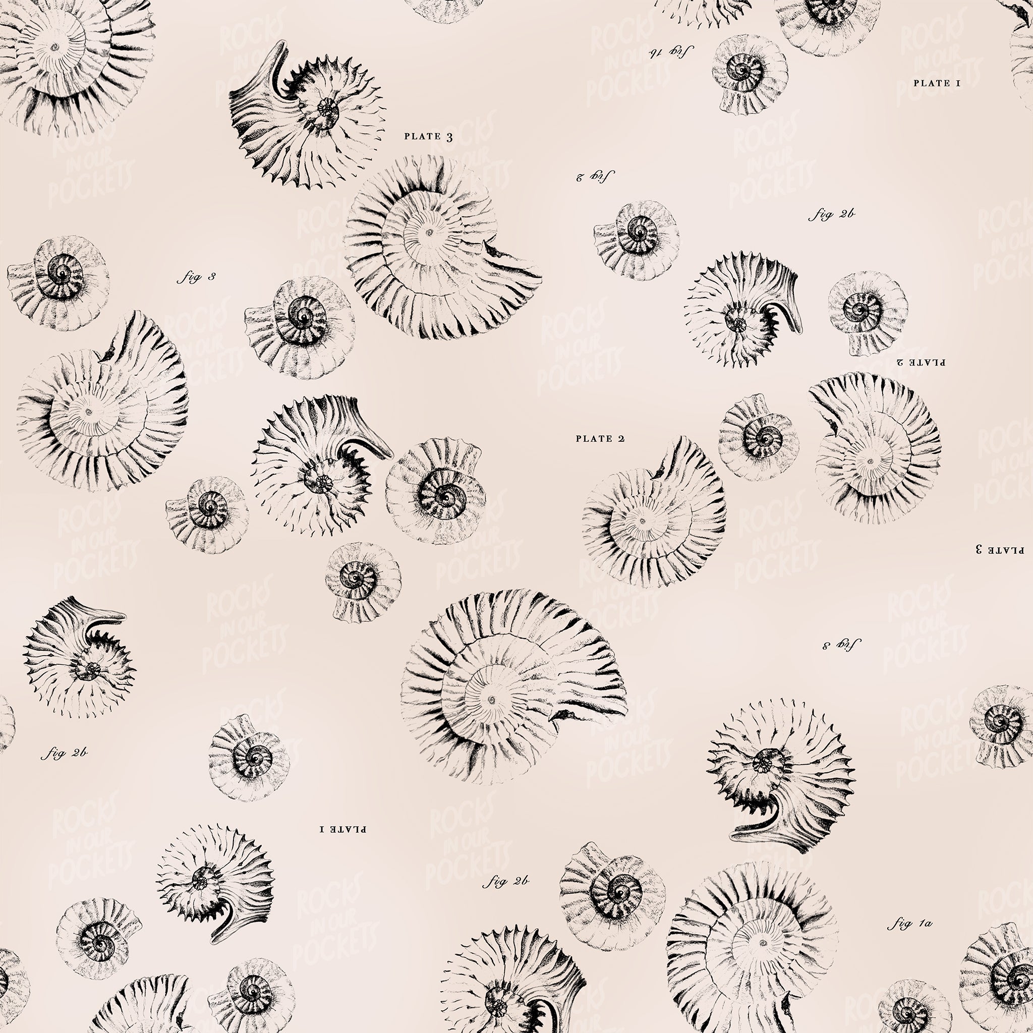 Ammonite Wallpaper Rocks In Our Pockets