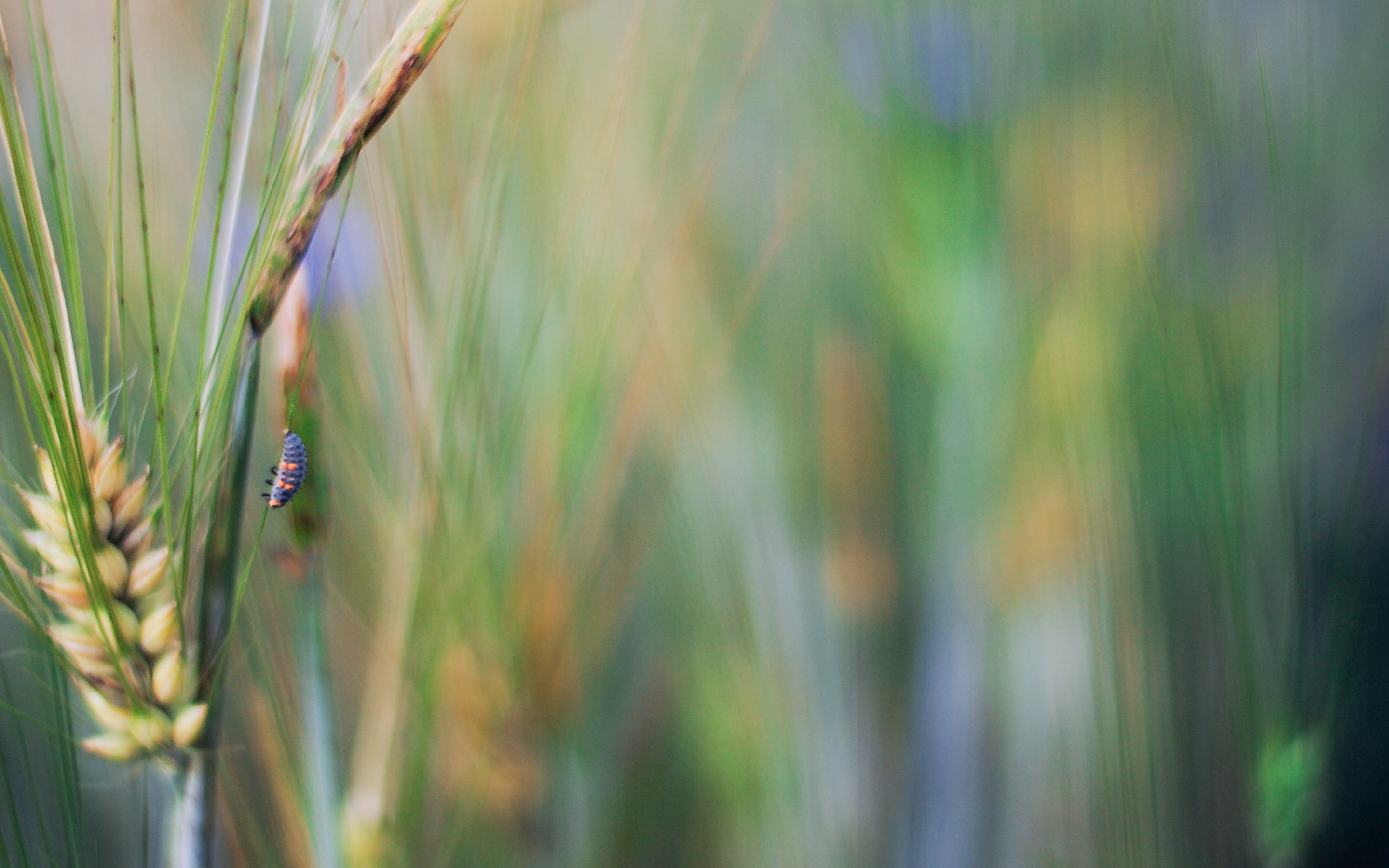 Green Wheat Rye Insect Macro Plants HD Wallpaper