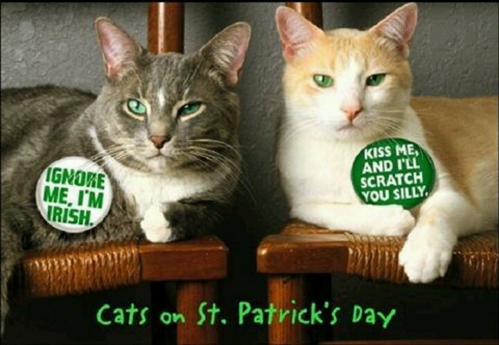 Cats St Patrick S Day Luck O The Irish