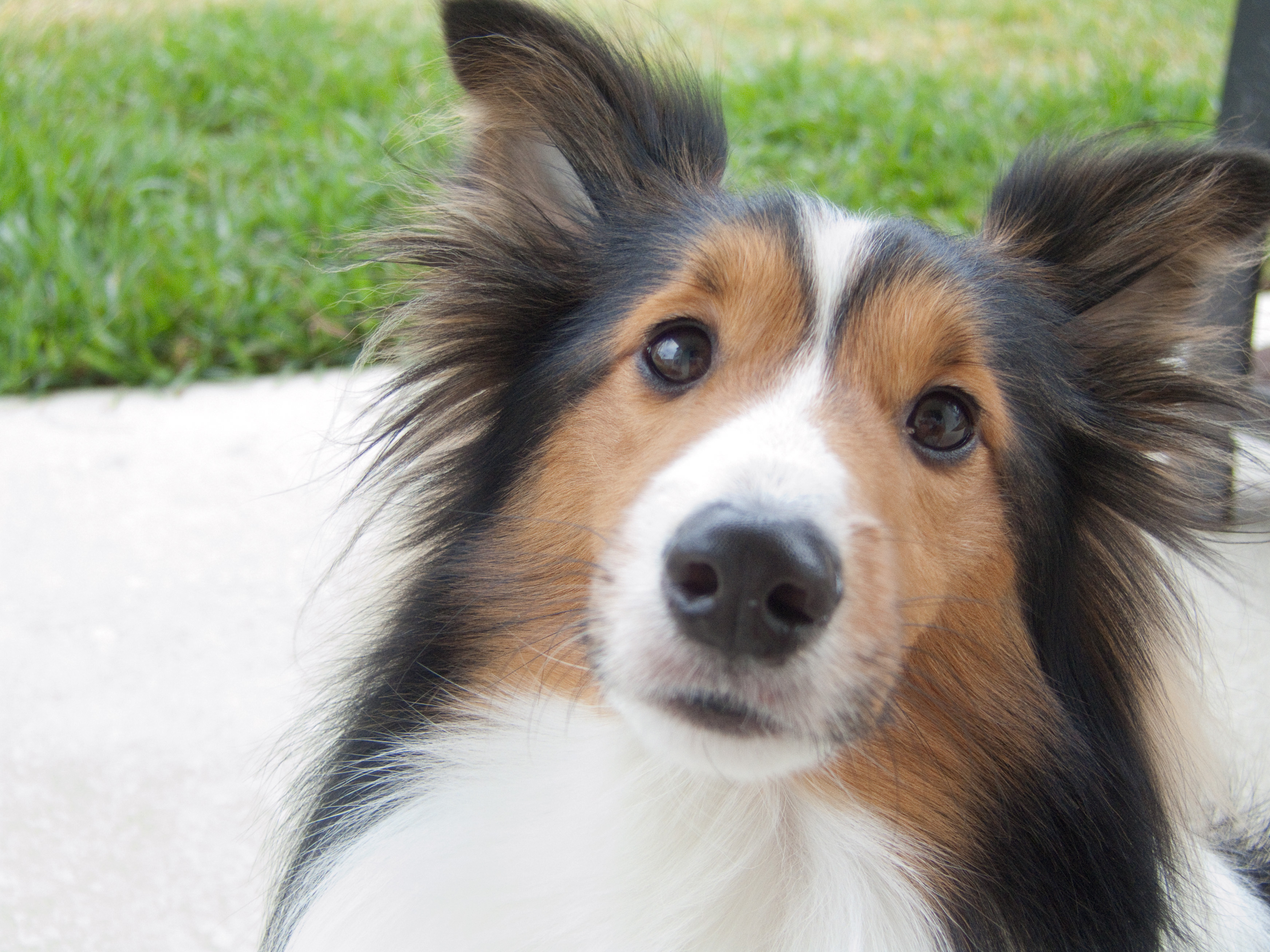 Beautiful Sheltie Breed Dog Wallpaper And Image