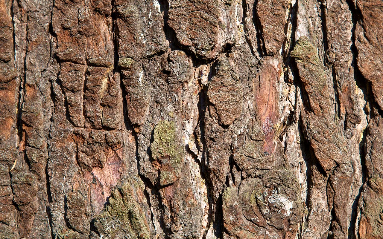 Rough Brown Tree Bark Background Pixels
