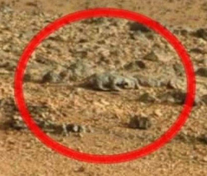 Photo Ger Spots Alien Lizard Creature On Nasa Mars
