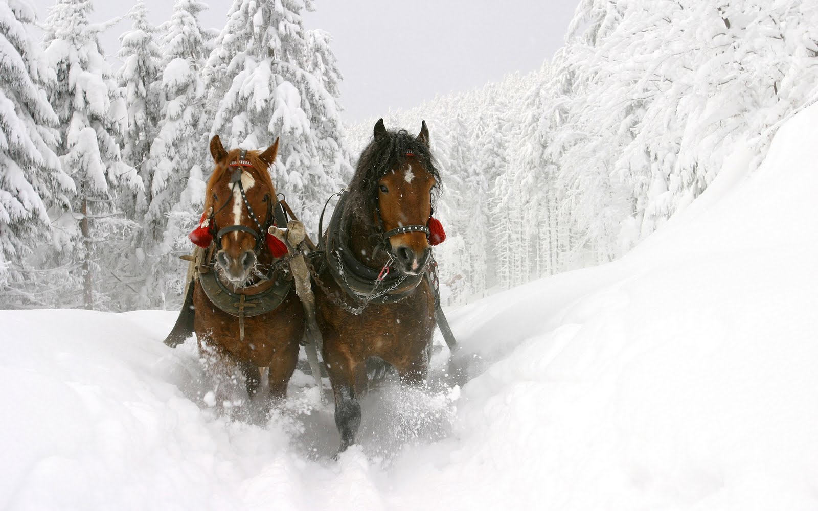 Animal Wallpaper Horses In Snow
