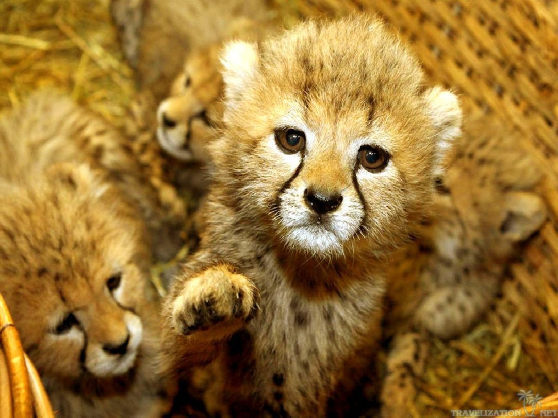 A close-up of an adorable cheetah cub reaching out its paw, surrounded by its siblings in a straw-filled basket