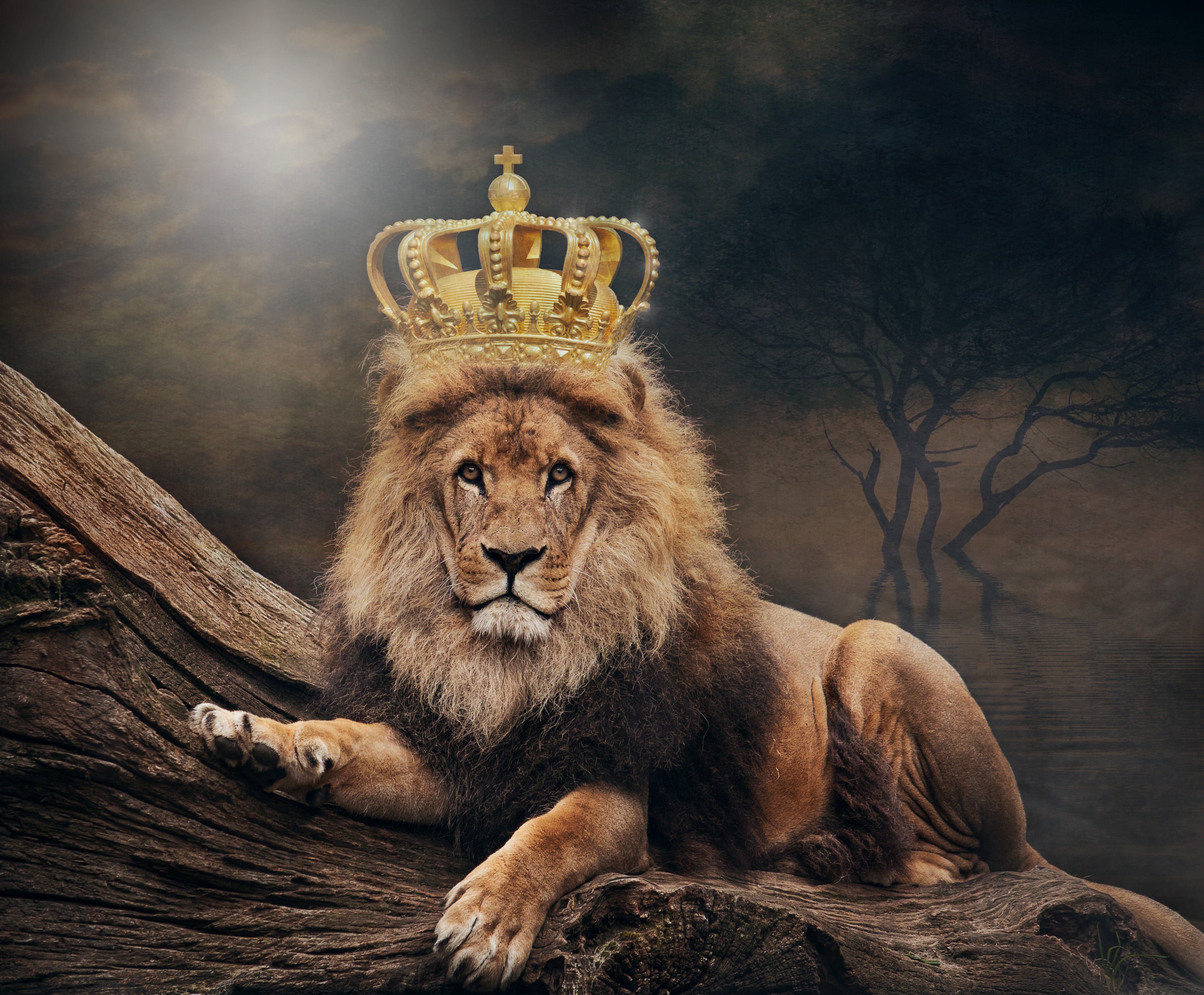King Lion 4k Wallpaper