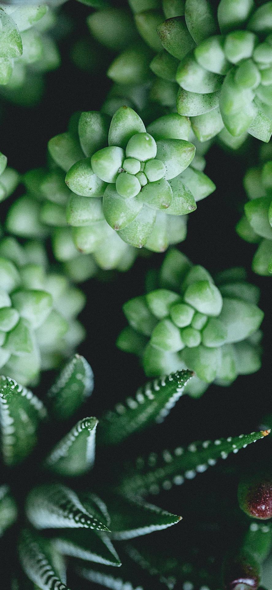 Small Succulent Plants iPhone Wallpaper