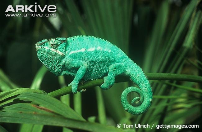 Male Panther Chameleon Furcifer Pardalis HD Walls Find Wallpapers