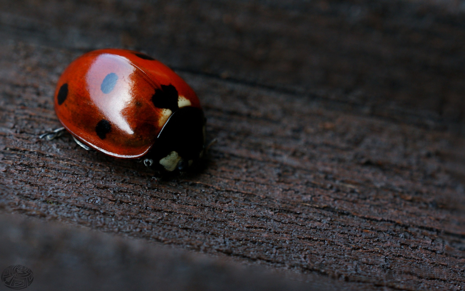 Ladybug On Black Background Wallpaper Pc Wallpaperlepi
