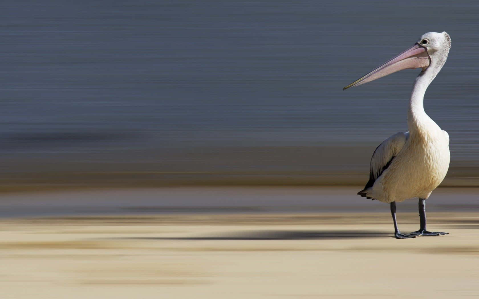 Pelicans Fly In Formation Over The Shoreline Wallpaper
