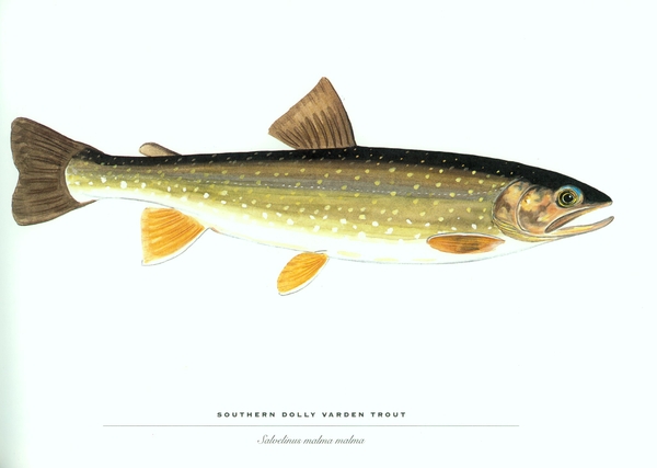 Fish Trout Wallpaper