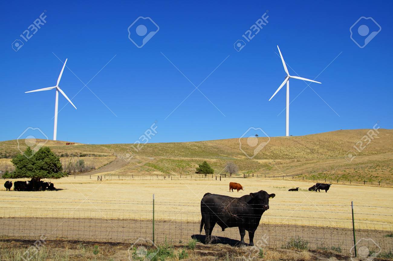Black Angus Cattle With Windmills In Background Arlington Oregon
