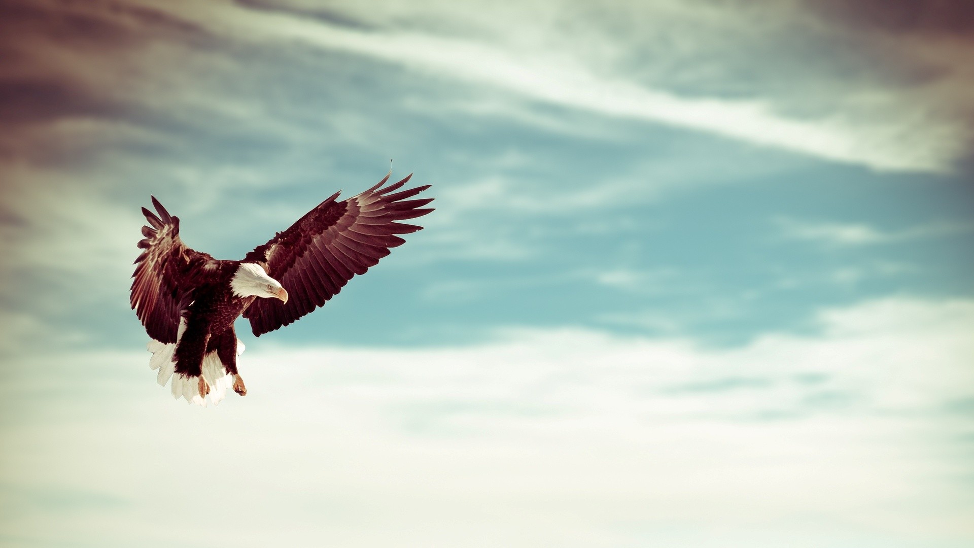 Flying Eagle Wallpaper