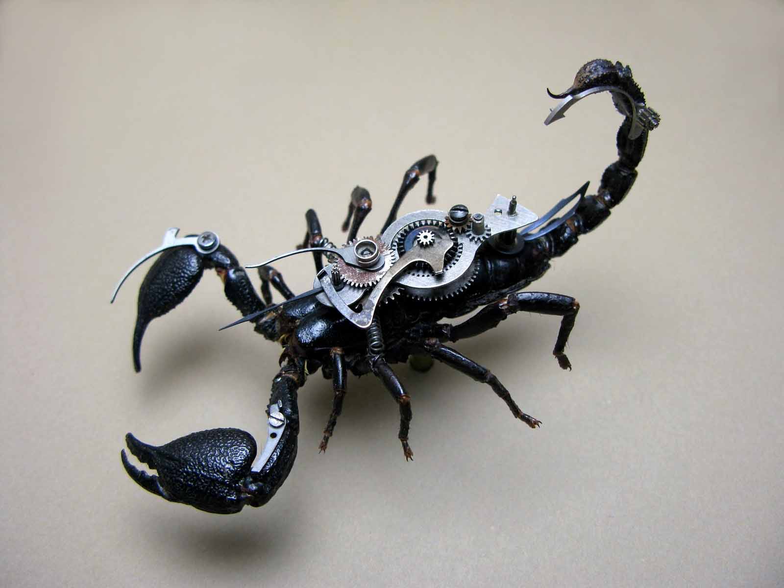 Scorpion Robot HD Wallpapers HD Wallpapers Pics