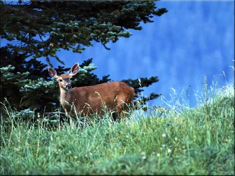 Mule Deer Wallpaper Background
