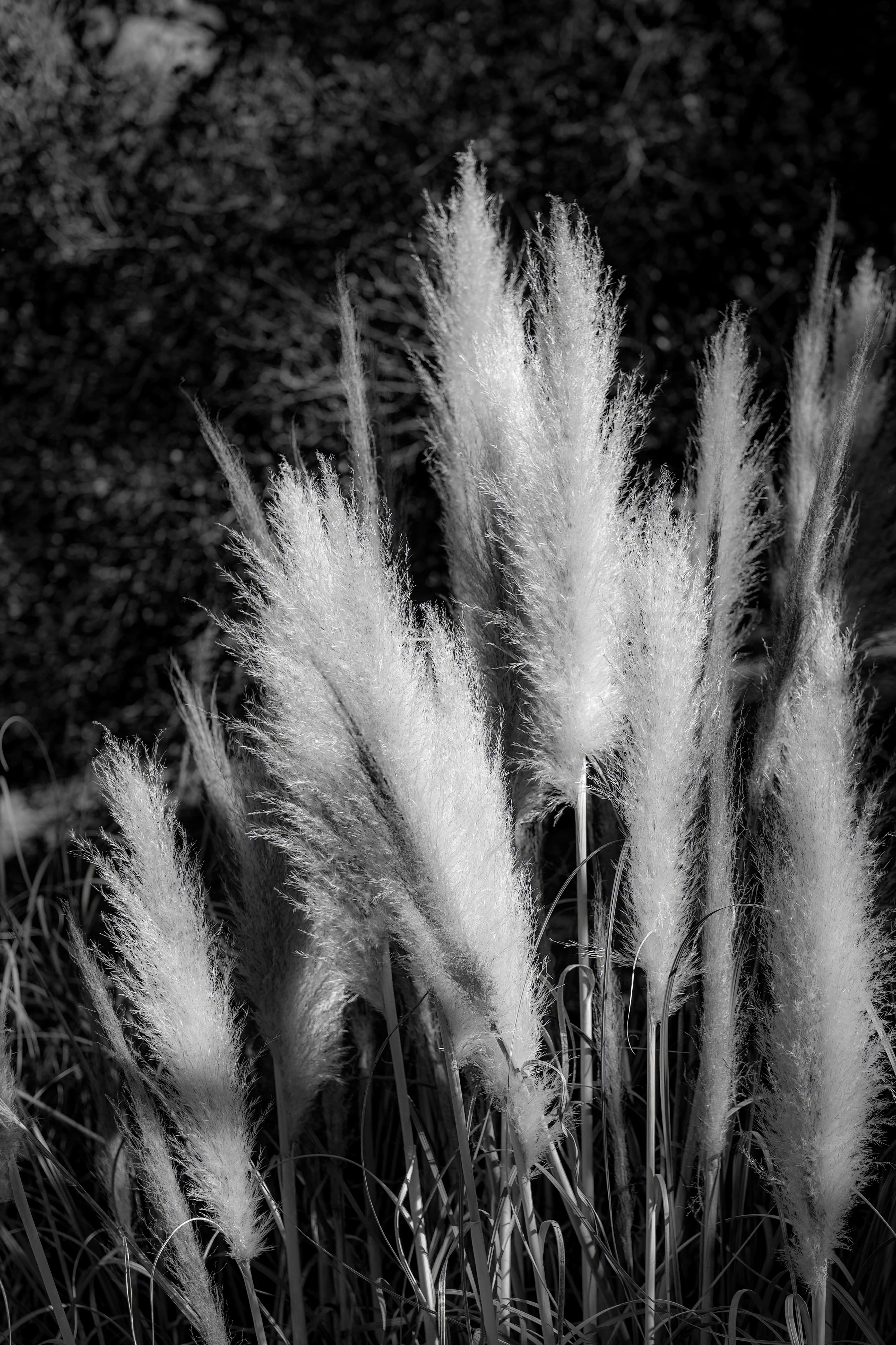 Pampas Grass Wallpaper