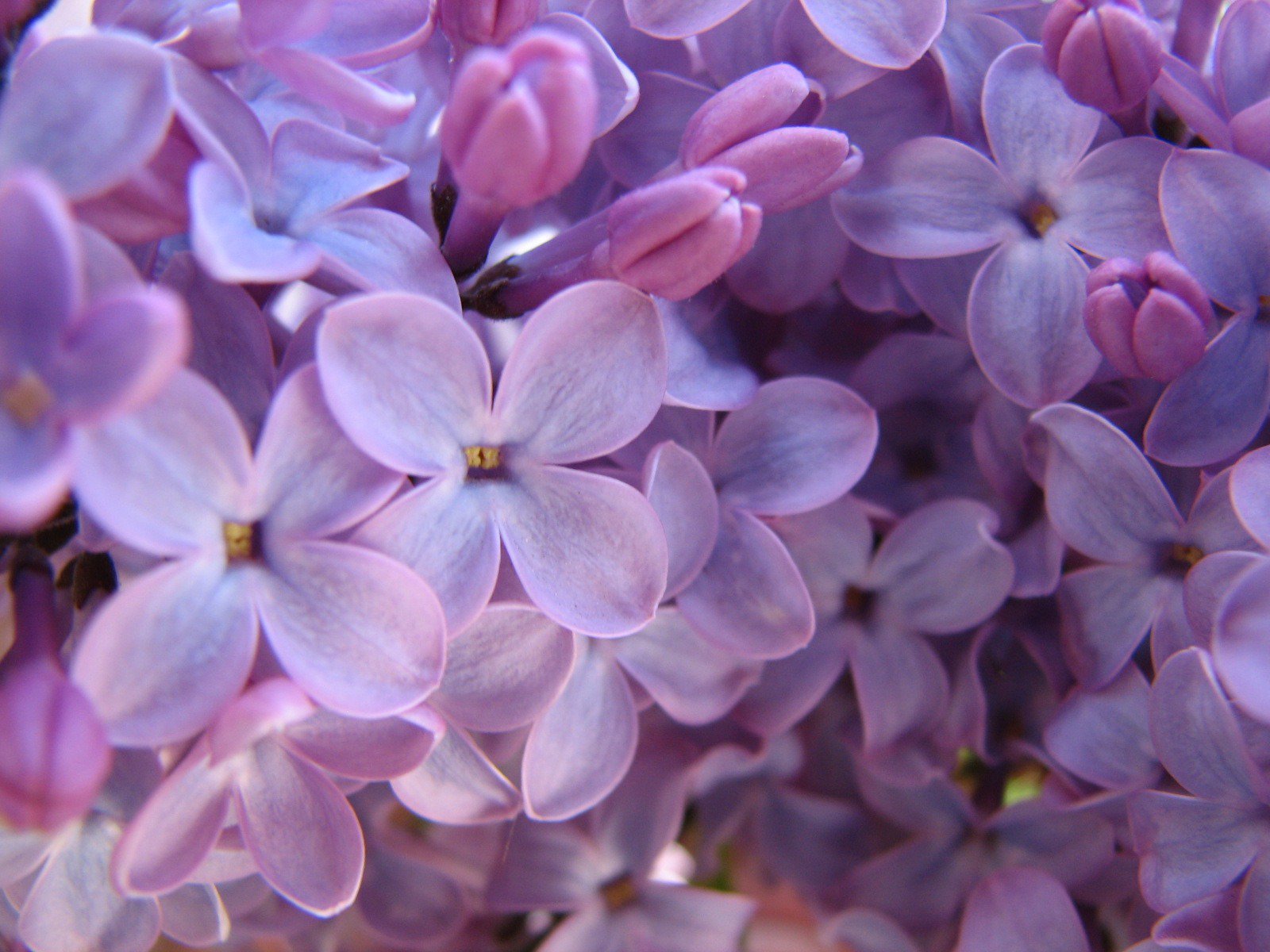 Purple Lilac Wallpaper Spring Desktop