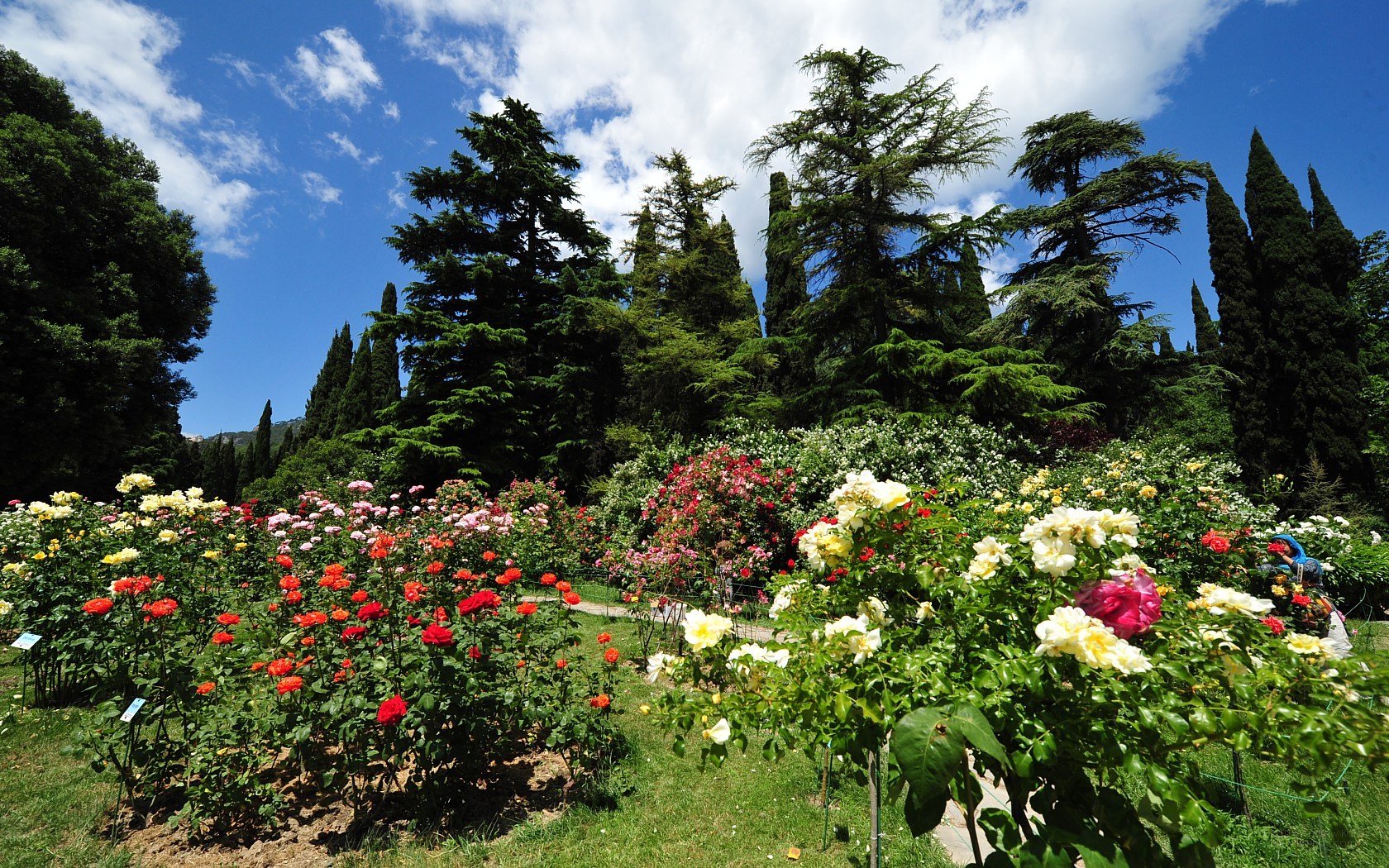 Botanical Garden Crimea Desktop Wallpaper X Photo
