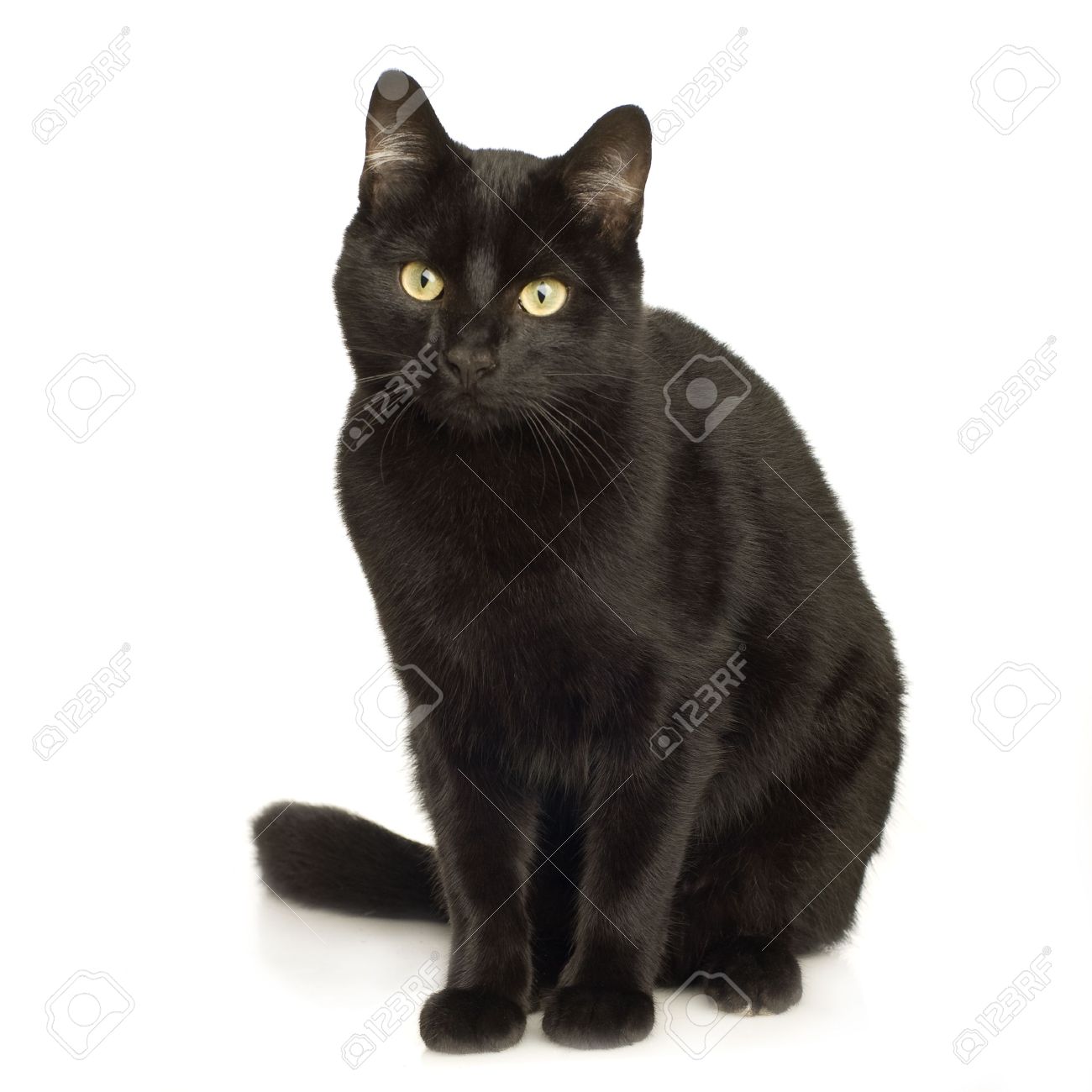 Black Cat In Front Of A White Background Stock Photo Picture And