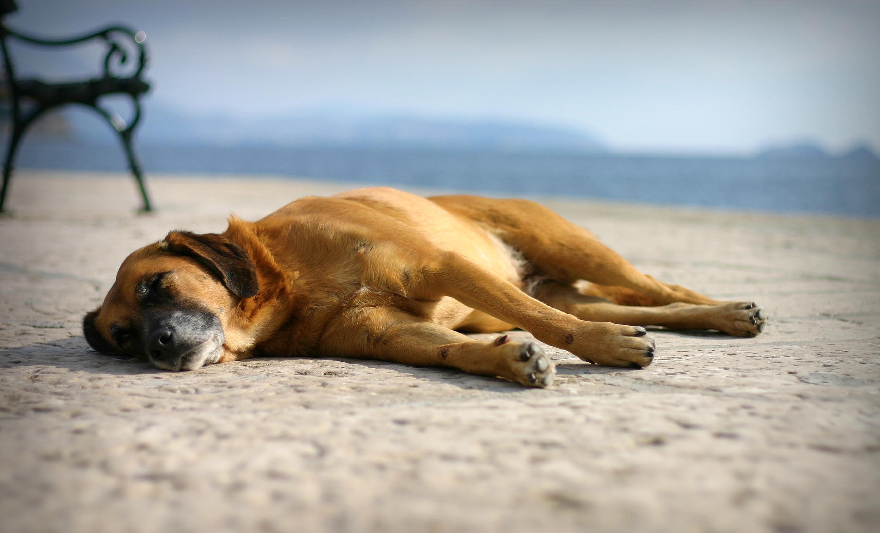 Dog Resting On The Beach Best Breed Of Short Haired Medium