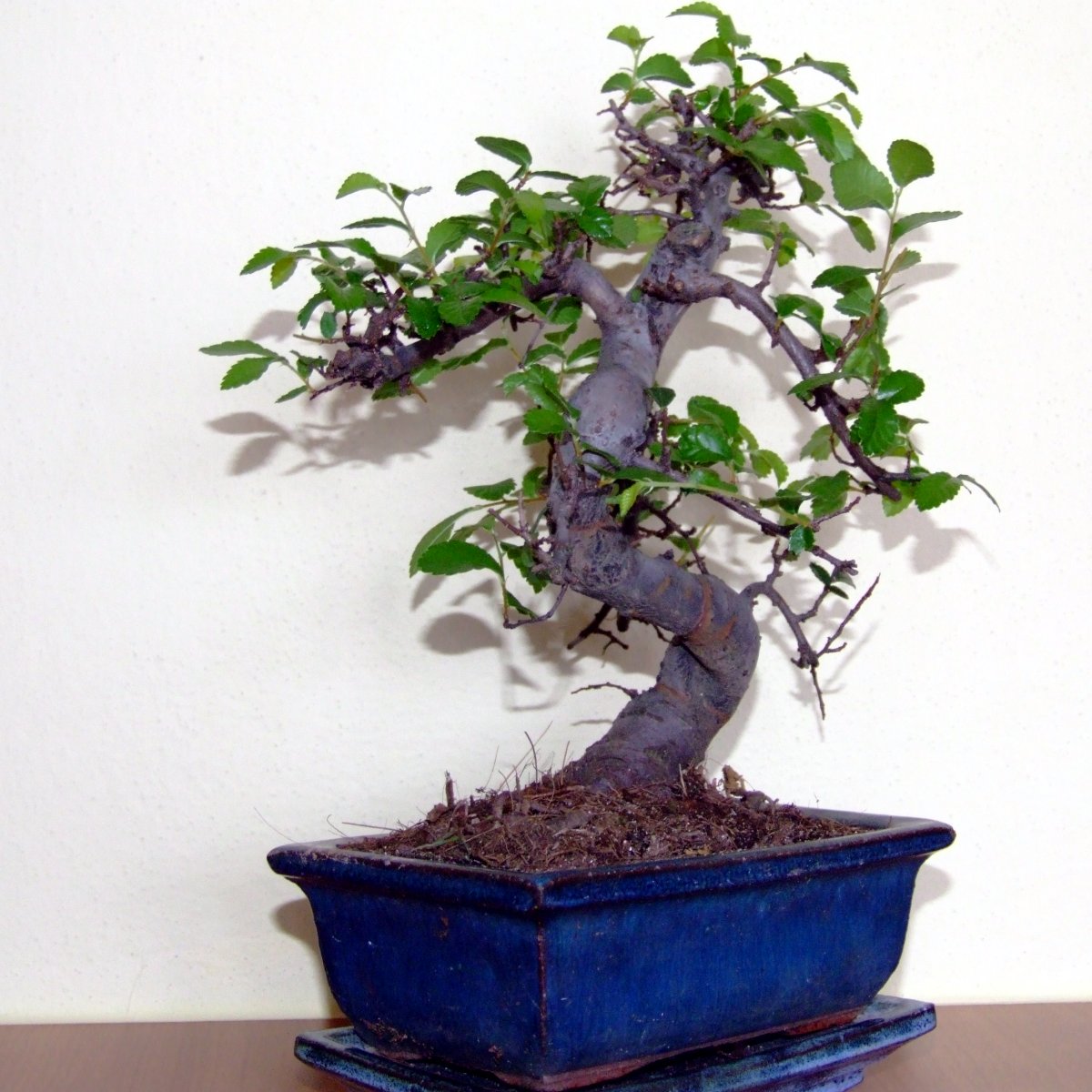Bonsai Trees Pictures