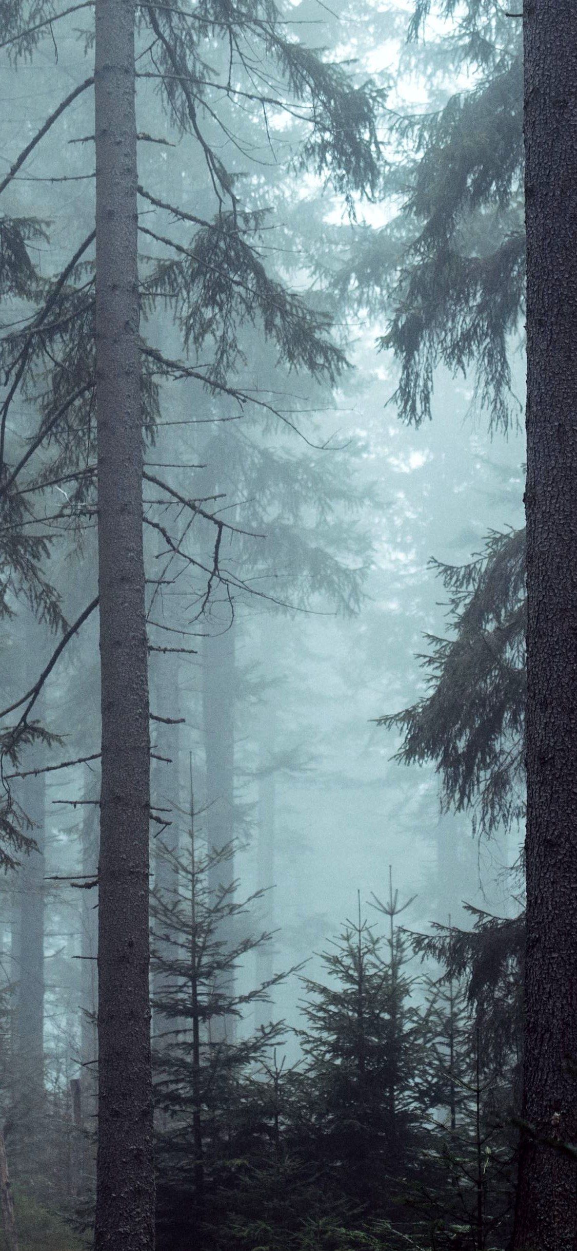 Forest Woods Misty Trees Wallpaper iPhone X