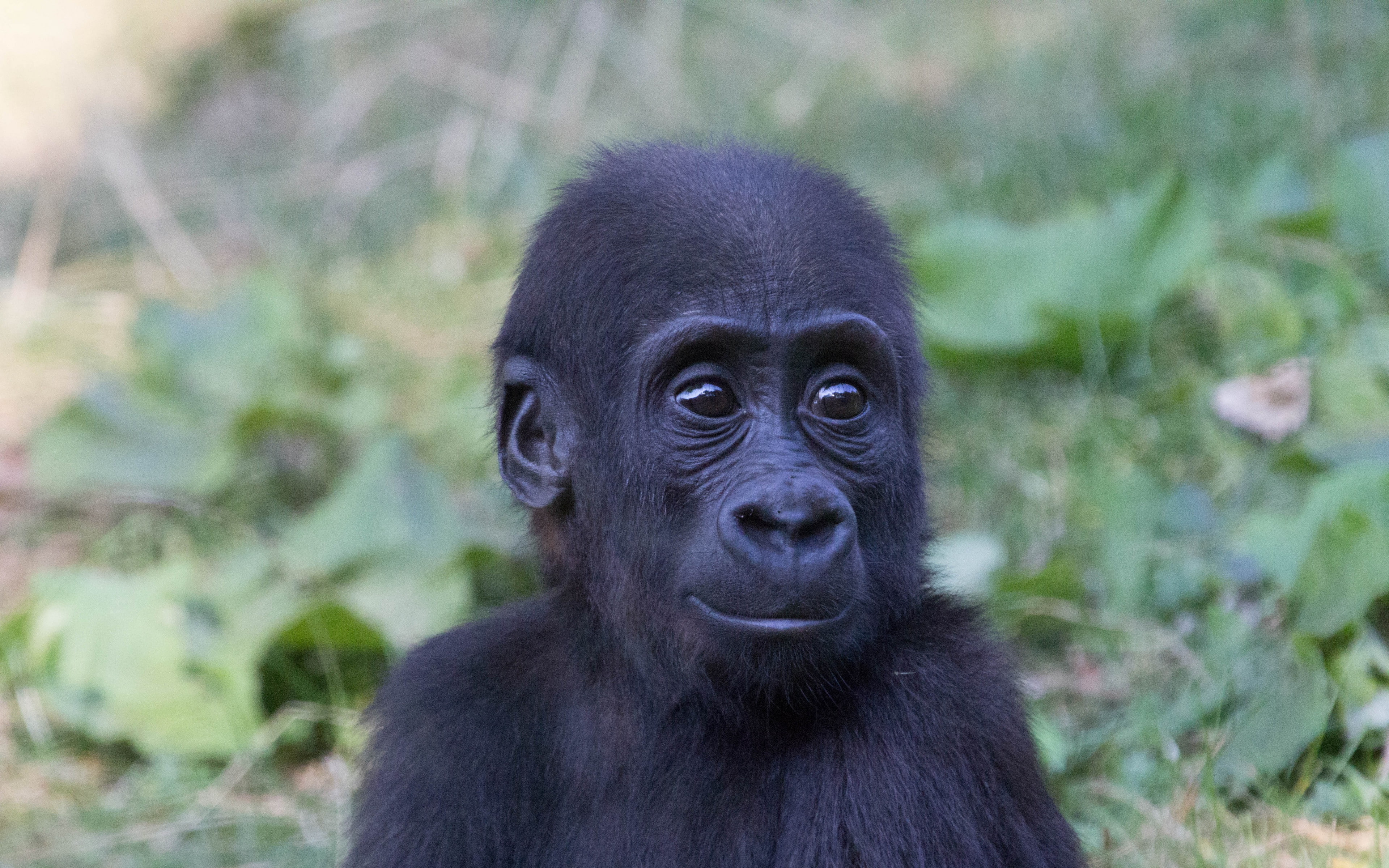 Close-up of a baby gorilla's face