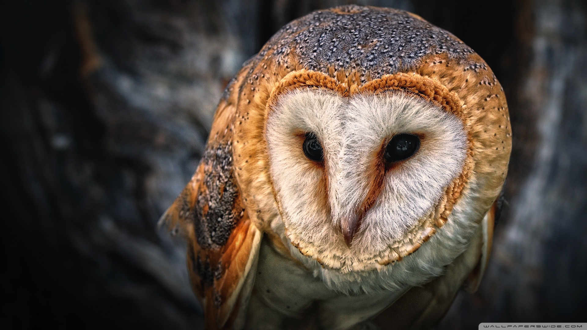 Owl Portrait Wallpaper