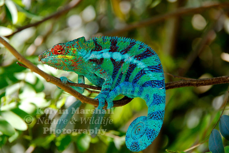 Male Panther Chameleon Madagascar Pictures