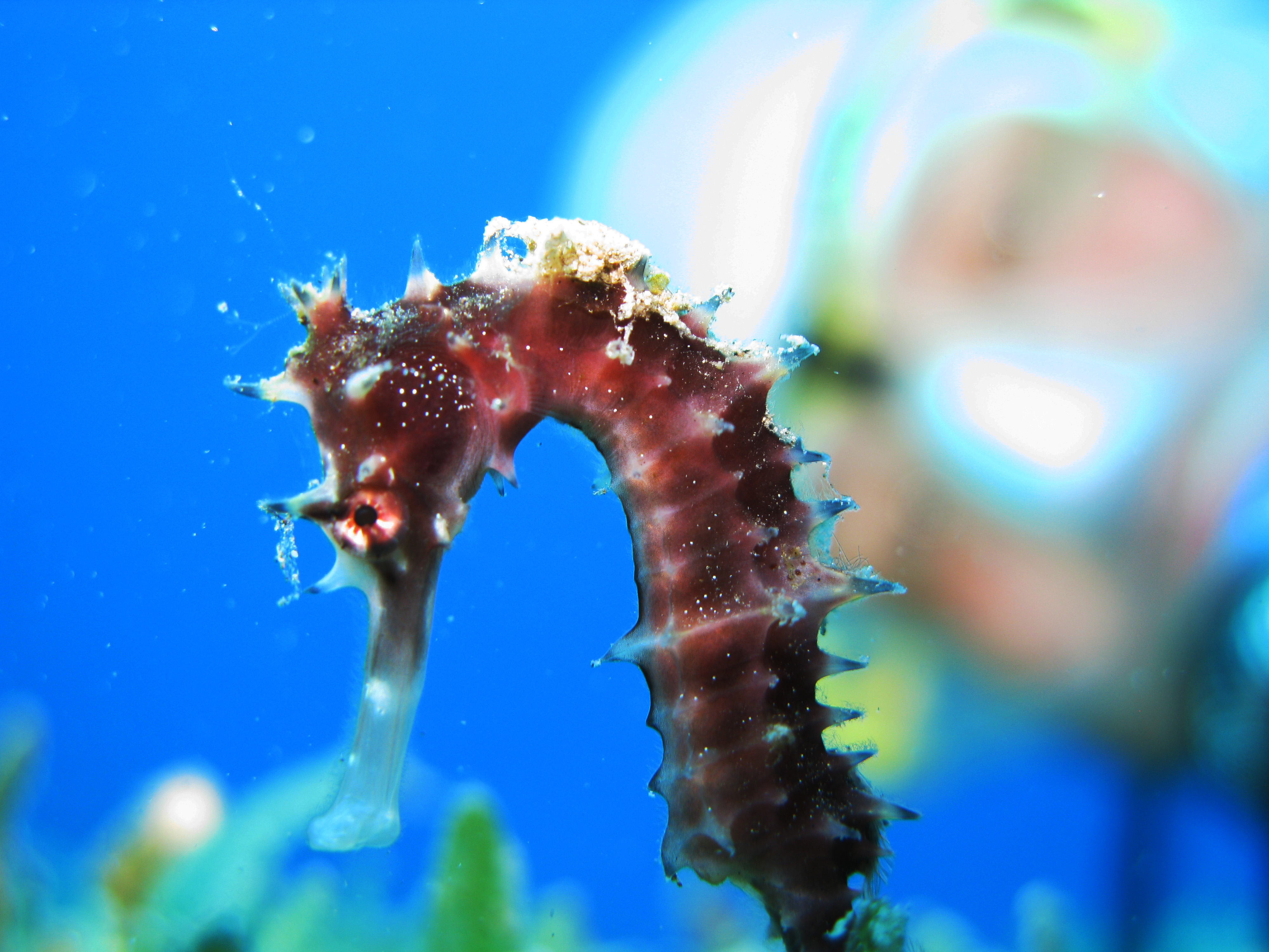 Seahorse Hippocampus Underwater Life Wallpaper Image Crazy Gallery