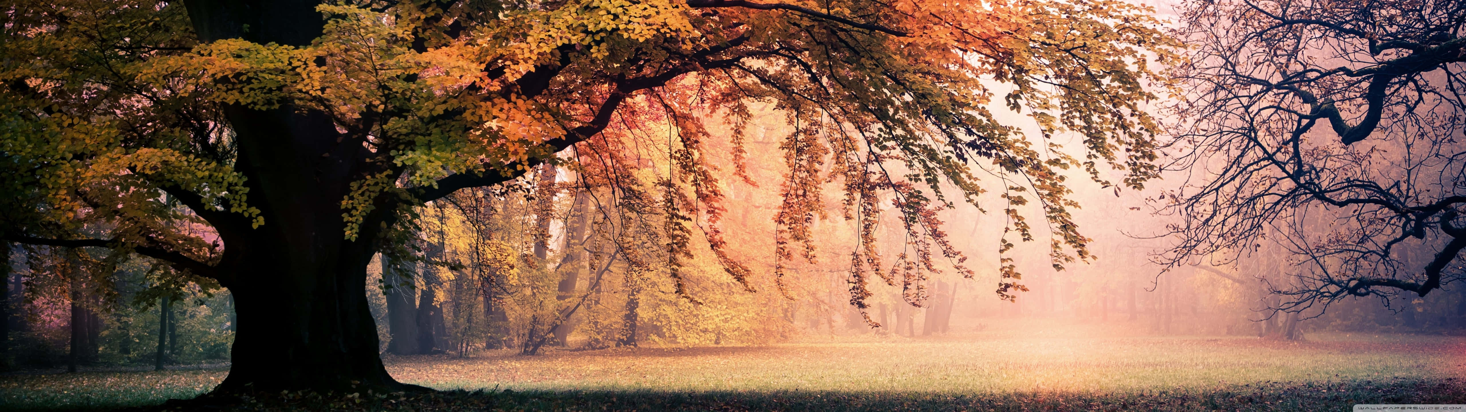 Dual Screen Wallpaper