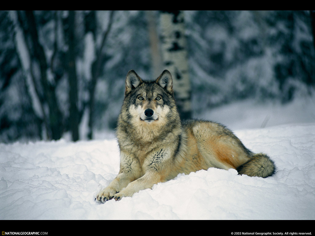 Wolf Wallpaper High Definition Cool Nature