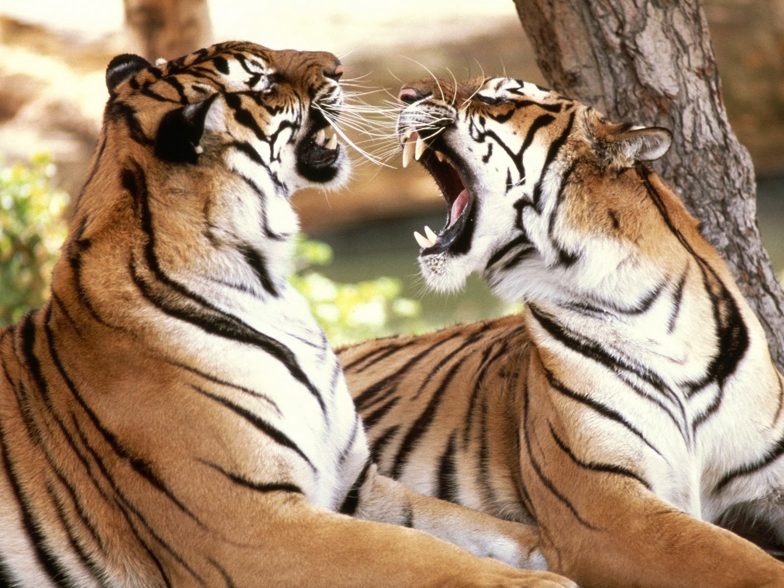Bengal Tigers Funny Wallpaper