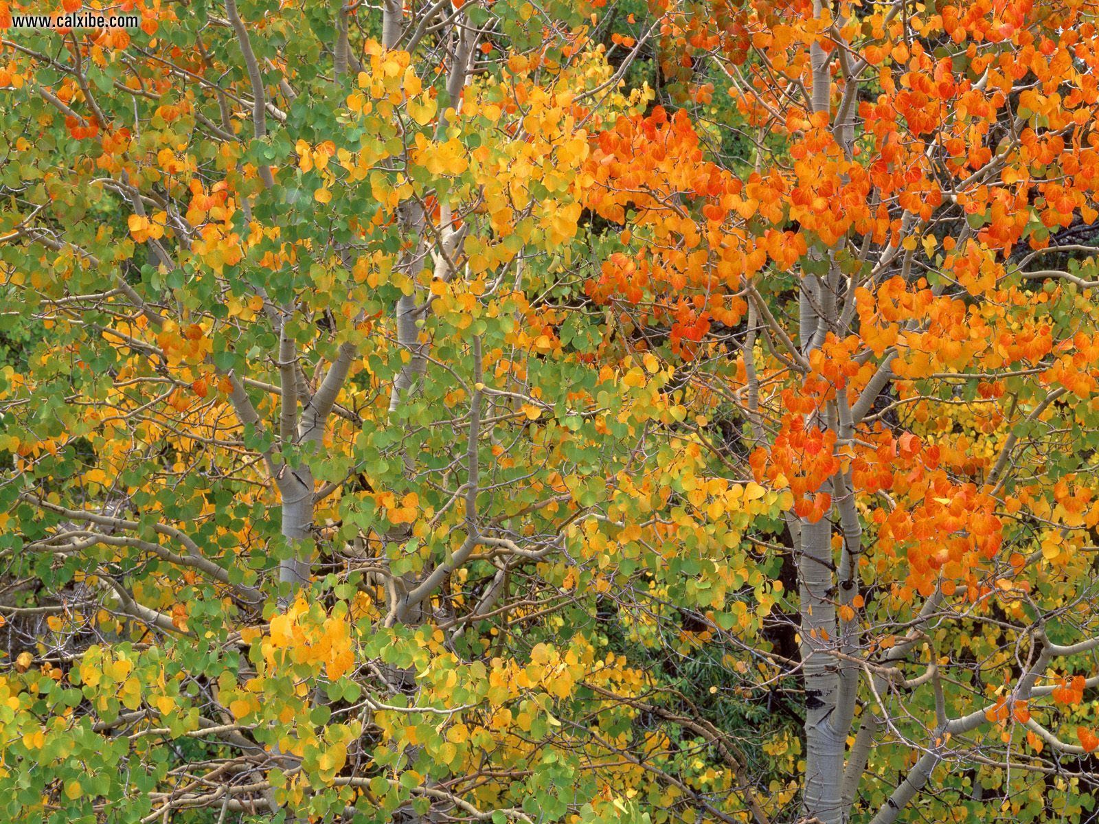 Aspen Trees In Early Autumn California Nature