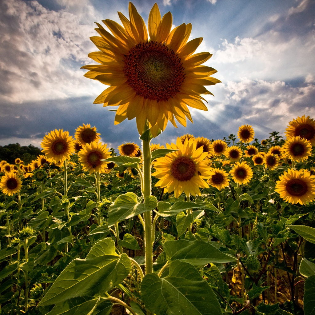 Sunflower Patch Wallpaper Screensavers Pinterest