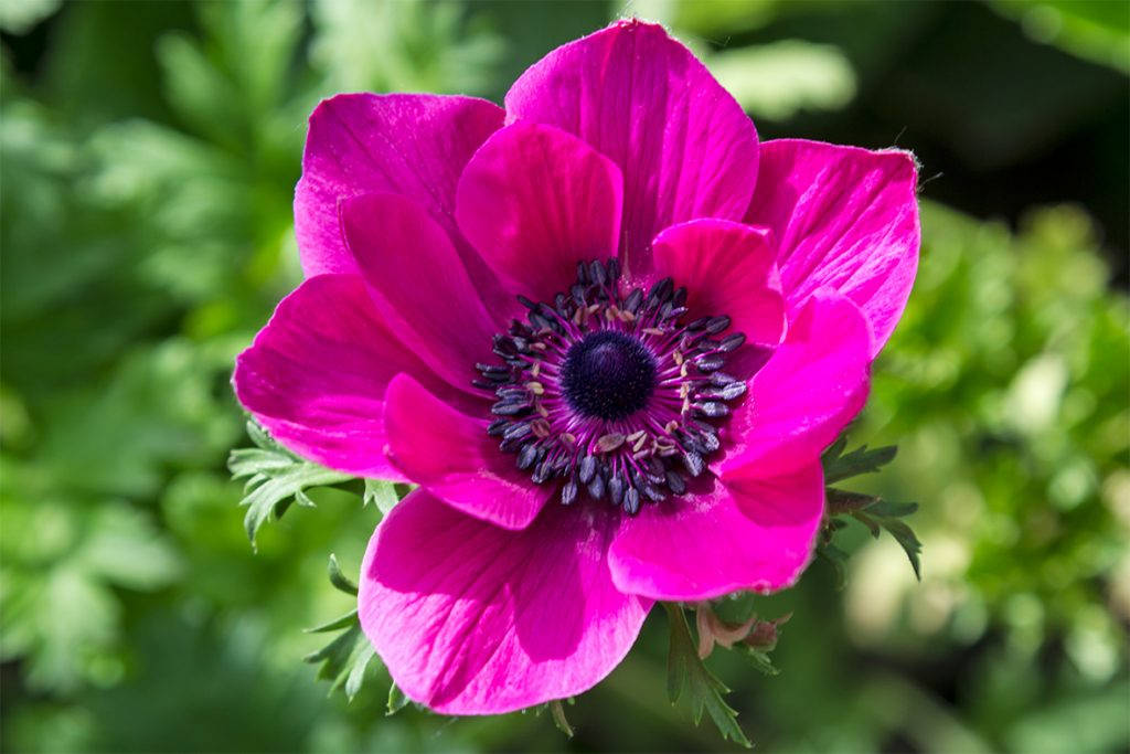 Top Anemone Flower Wallpaper Full HD 4k To Use