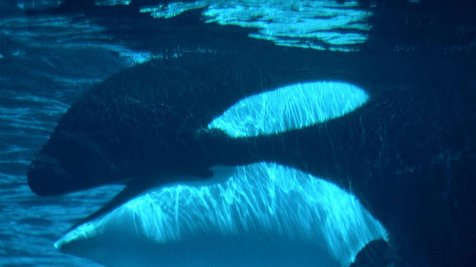 Orca Whale Wallpaper Jpg