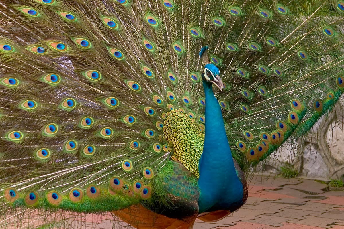 All HD Image Peacock Wallpaper