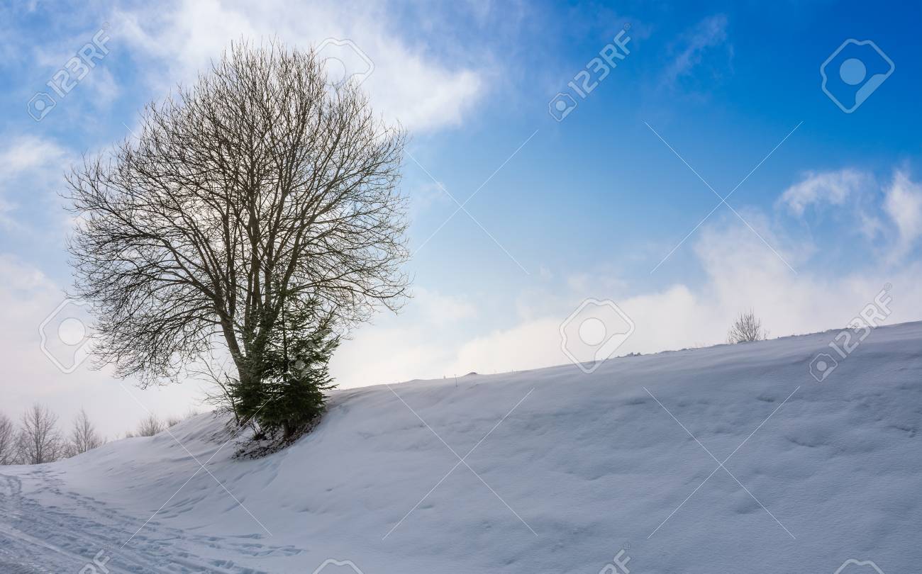 Leafless Tree On Snowy Slope Lovely Winter Nature Background