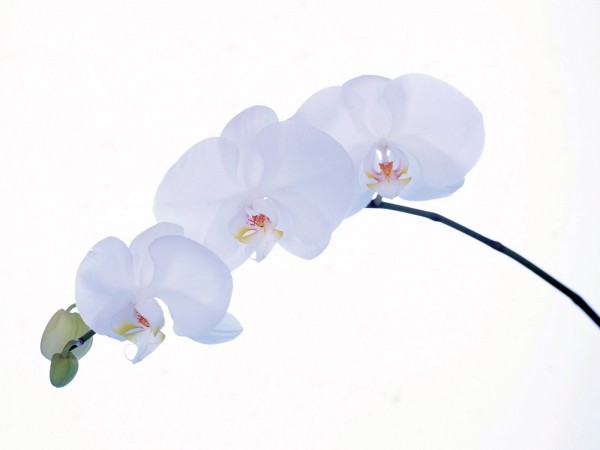Pure White Orchid Wallpaper