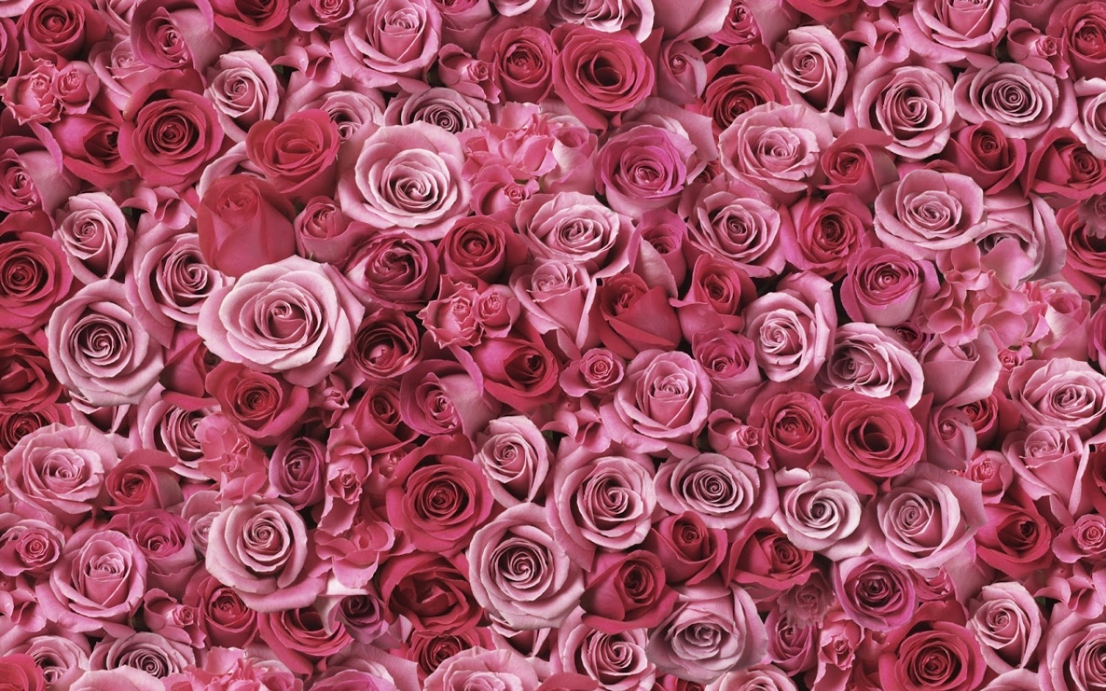 Tones Of Pink HD Roses Wallpaper Nature