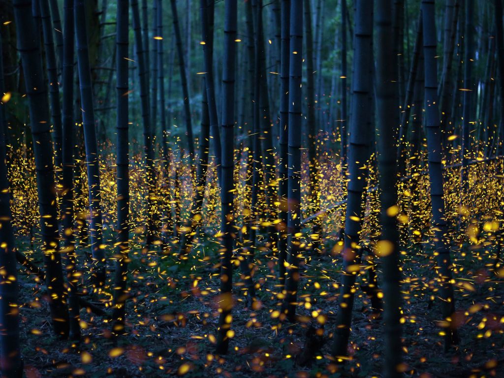 Fireflies 4k Wallpaper For Your Desktop Or Mobile Screen And