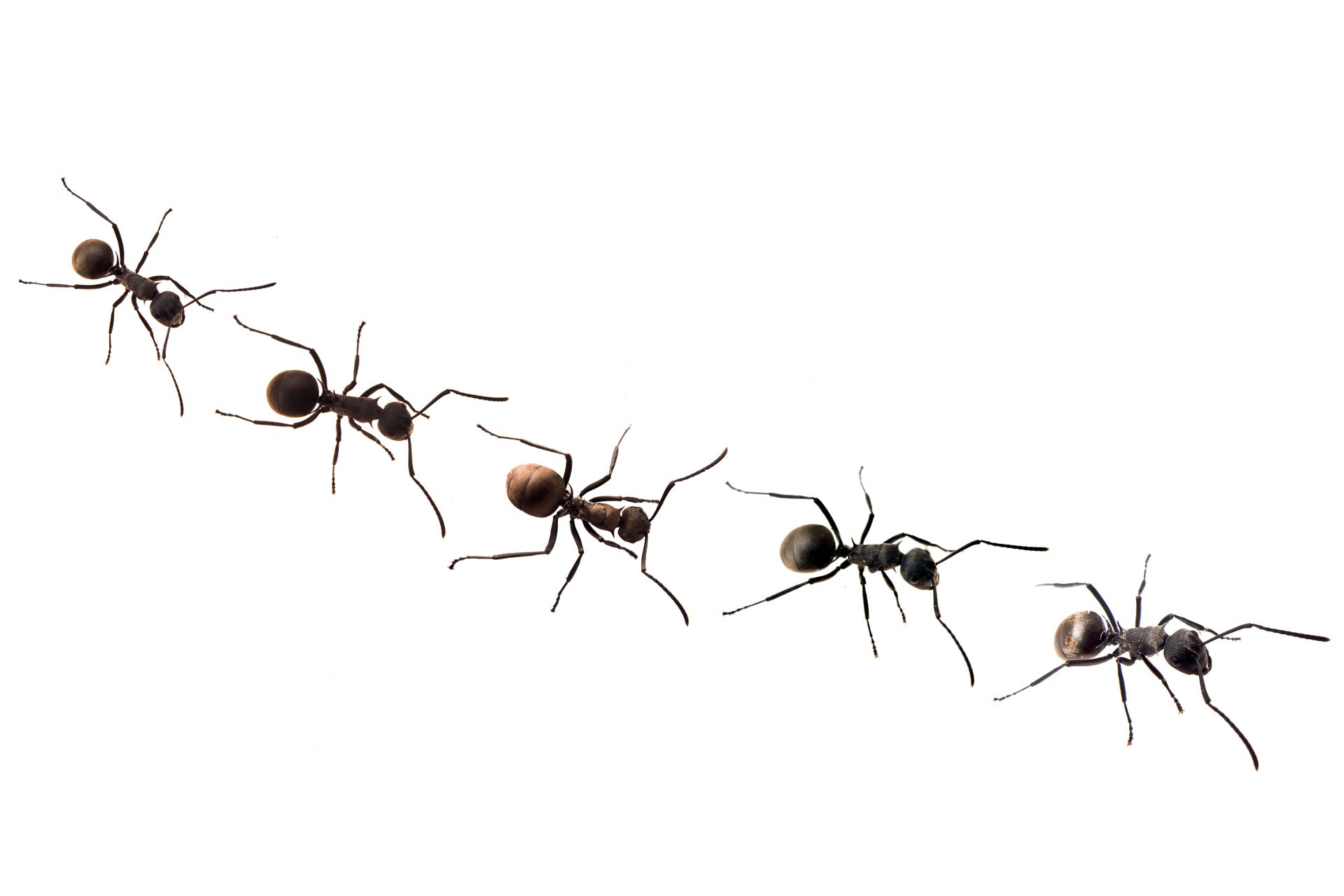 Ant White Background Image Awb