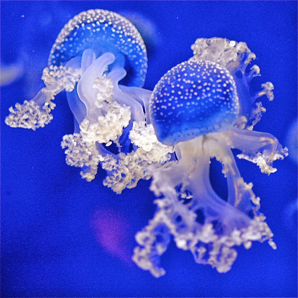 Sea Wasp Jellyfish HD Wallpaper Top