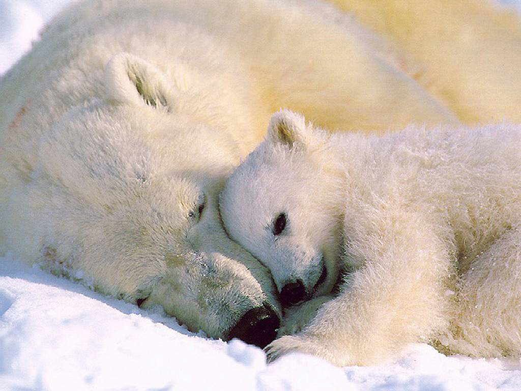 Wallpper Of Sleeping Polar Bear In The Snow Wallpaper World
