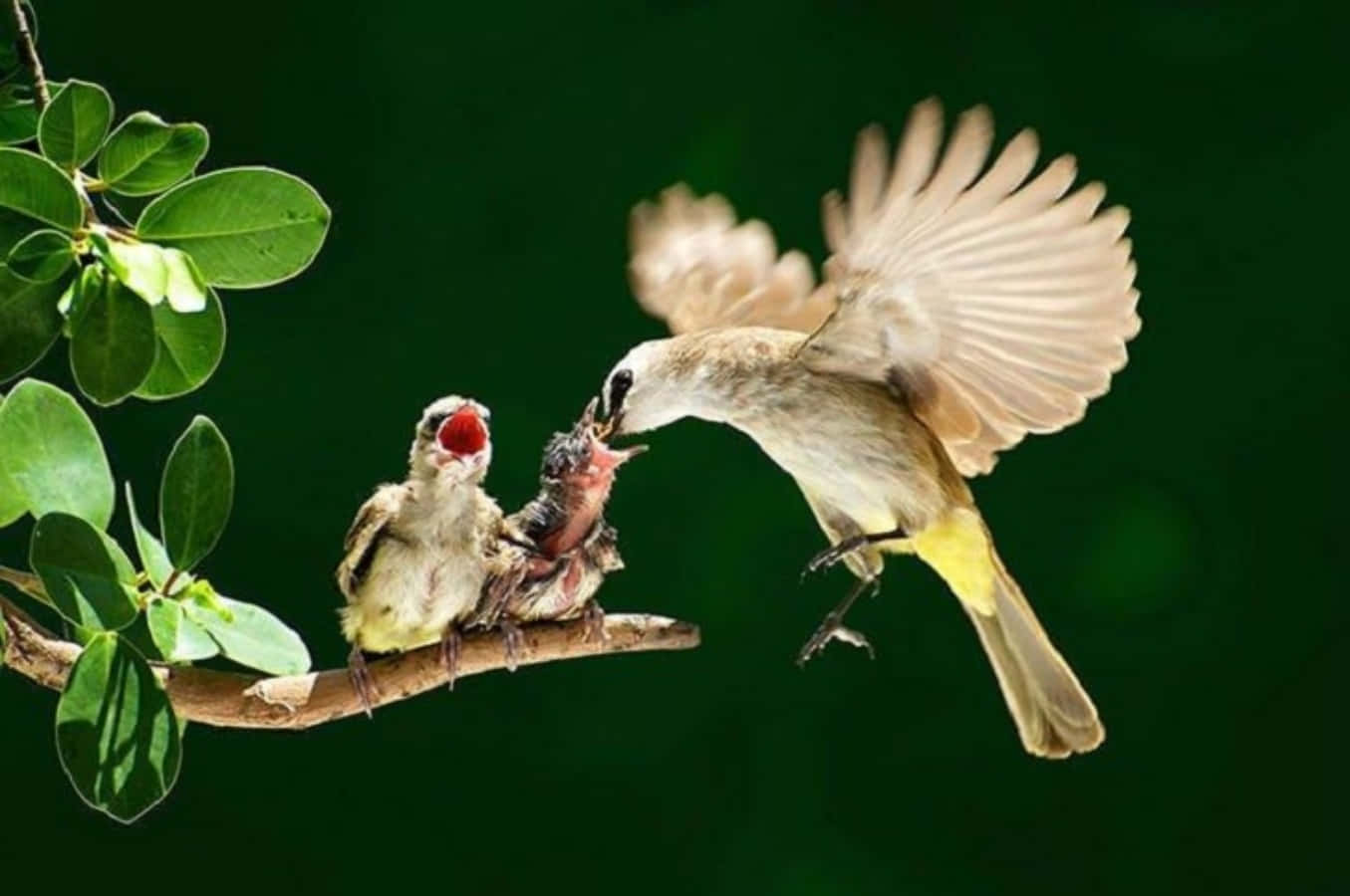 Yellow Mother Bird Picture Wallpaper