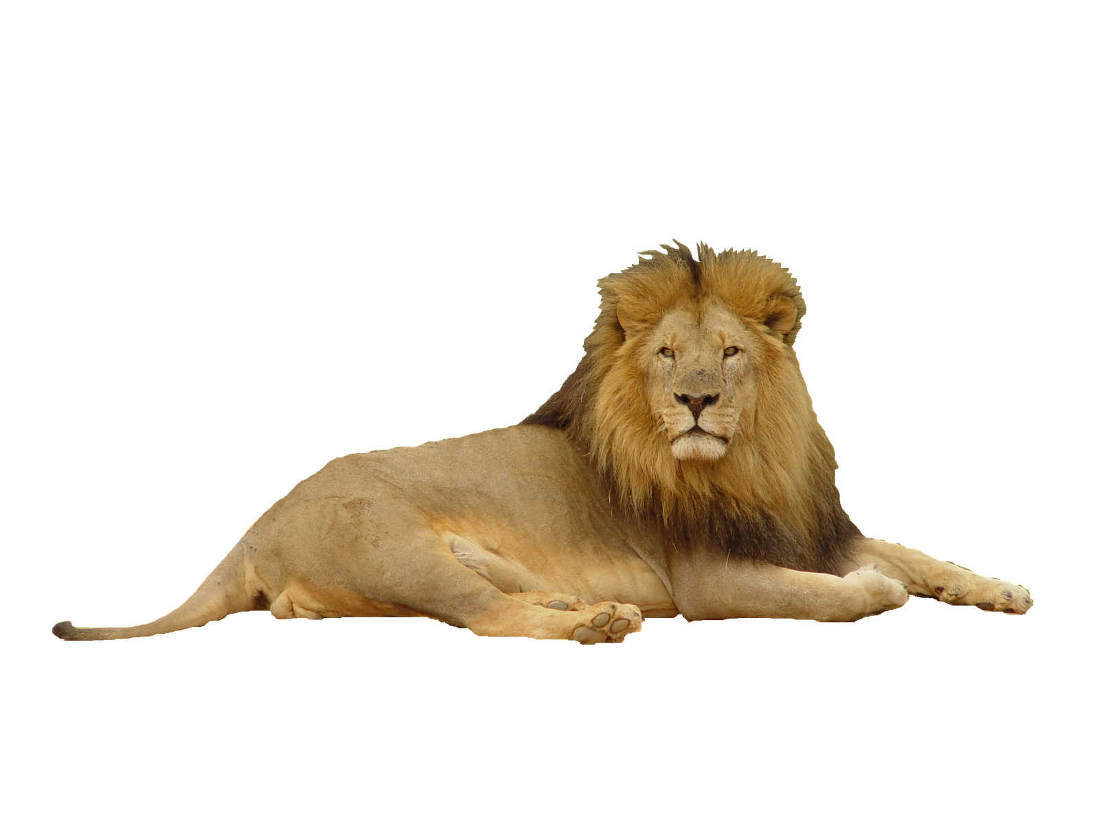 Lion2