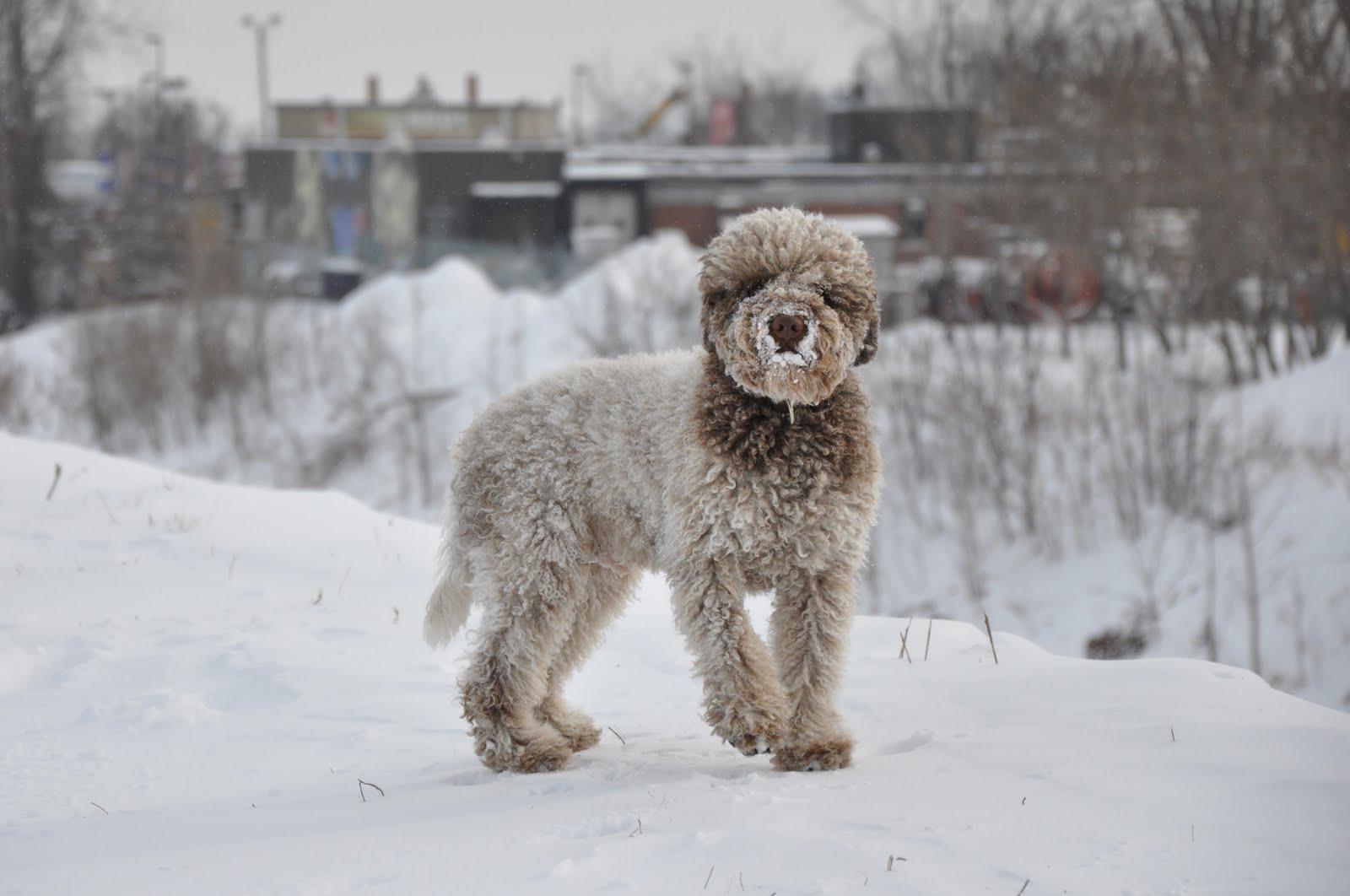 Lagotto Romagnolo Dog In The Snow Photo And Wallpaper Beautiful