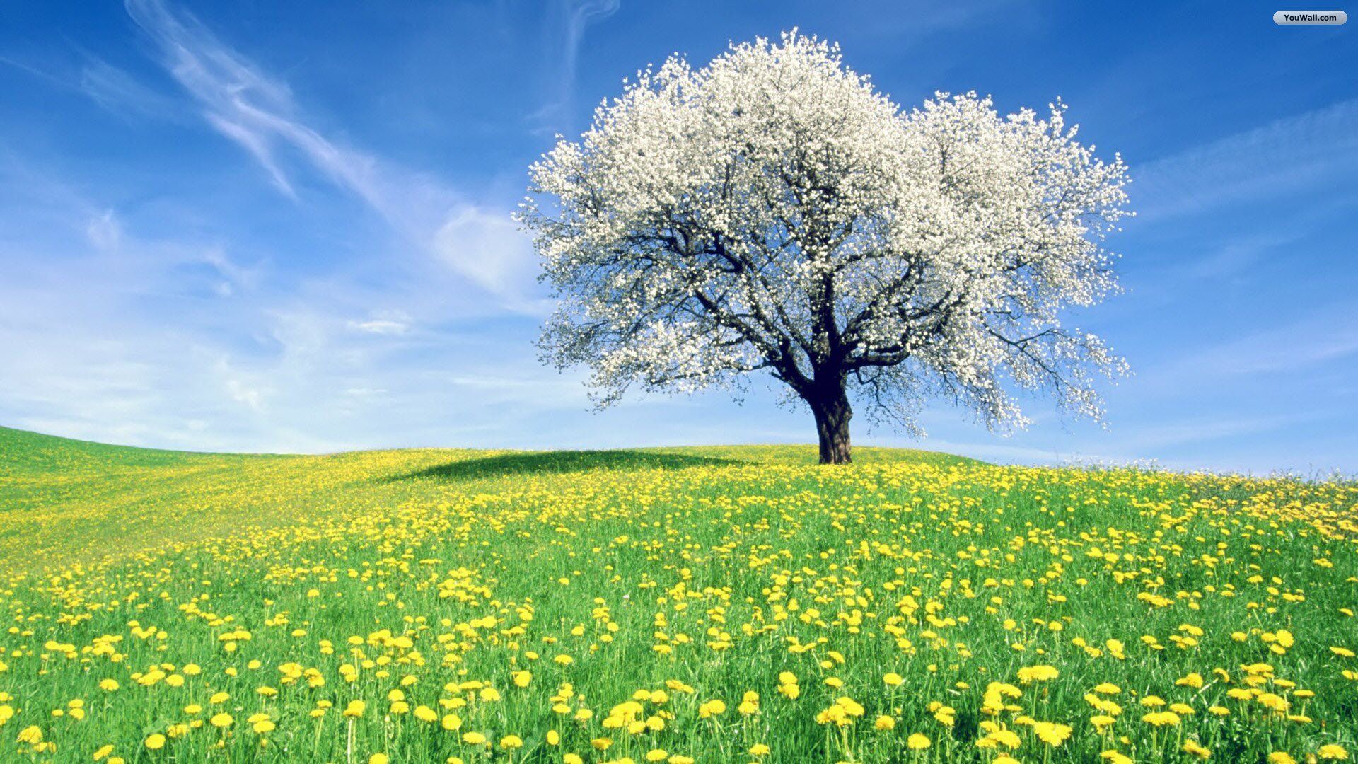 Spring Tree Google Search Landscape Trees Nature