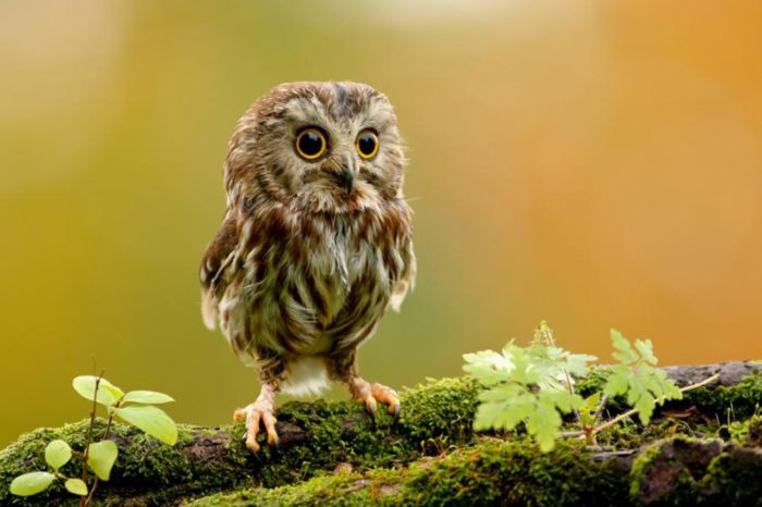 Cute Baby Owl 1funny
