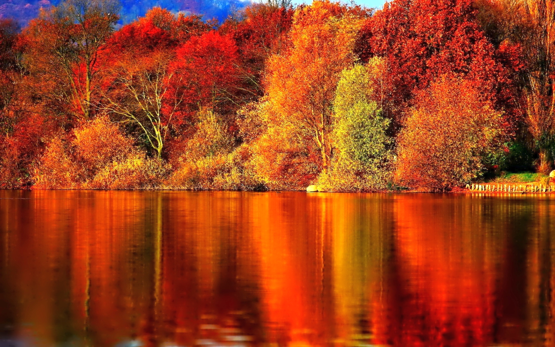 Autumn forest pretty forest fall autumn lovely falling bonito  trees HD wallpaper  Peakpx